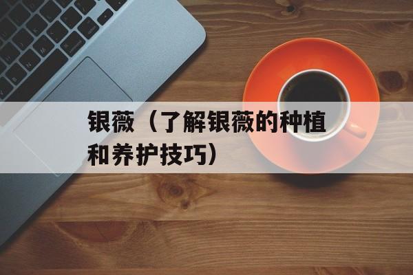 银薇（了解银薇的种植和养护技巧）-第1张图片-