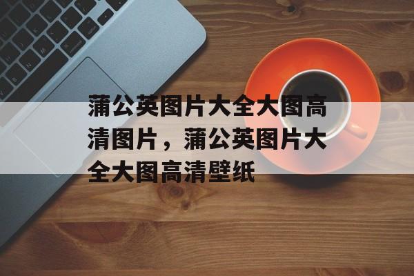 蒲公英图片大全大图高清图片，蒲公英图片大全大图高清壁纸-第1张图片-