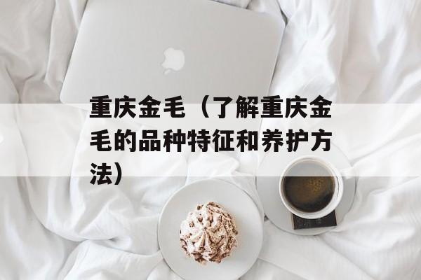 重庆金毛（了解重庆金毛的品种特征和养护方法）-第1张图片-