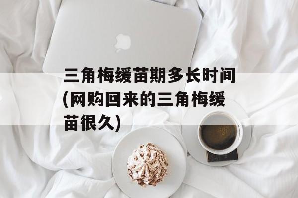 三角梅缓苗期多长时间(网购回来的三角梅缓苗很久)-第1张图片-
