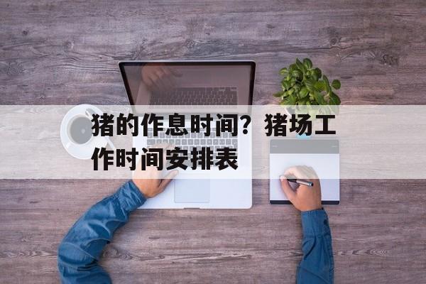 猪的作息时间？猪场工作时间安排表-第1张图片-